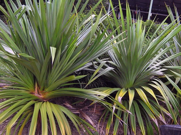Панданус полезный (Pandanus utilis)