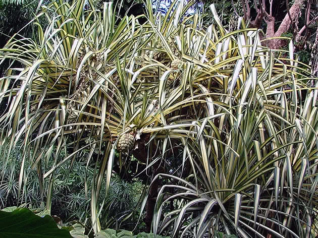 Панданус Сандера (Pandanus sanderi)