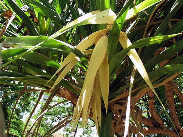 Панданус прикрывающийся (Pandanus tectorius)