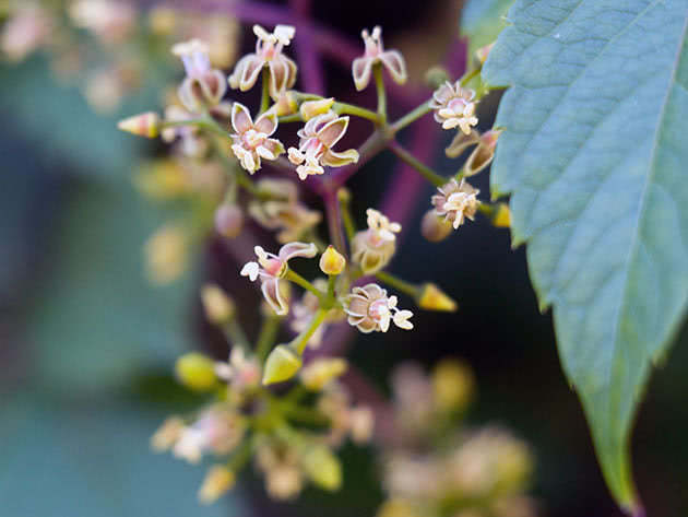 Девичий виноград прикрепленный (Parthenocissus inserta)