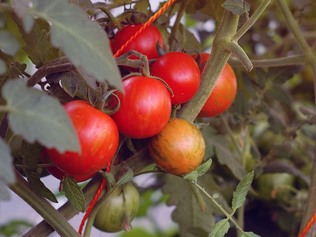 Помидоры, или томаты (лат. Solanum lycopersicum)