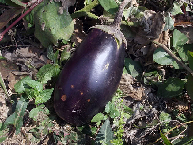 Баклажан, или паслен темноплодный (лат. Solanum melongena)