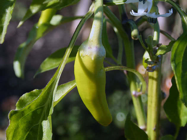 Перец стручковый (лат. Capsicum annuum)