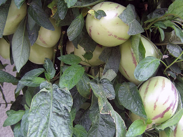 Дынная груша (лат. Solanum muricatum)