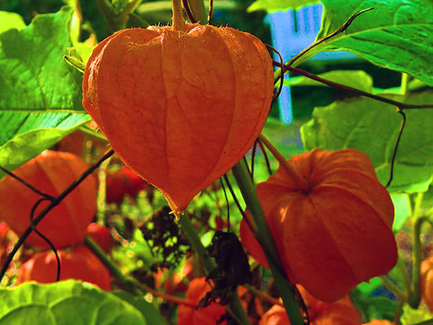 Физалис (лат. Physalis)
