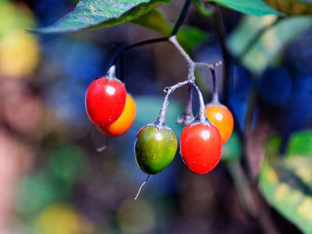 Паслен сладко-горький (лат. Solanum dulcamara)