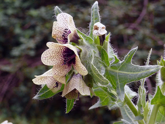 Белена черная (лат. Hyoscyamus niger)
