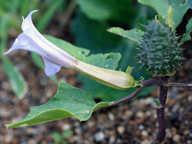 Дурман обыкновенный (лат. Datura stramonium)