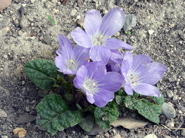 Мандрагора (лат. Mandragora)