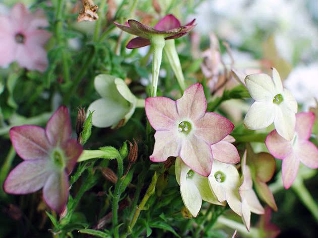 Табак (лат. Nicotiana)