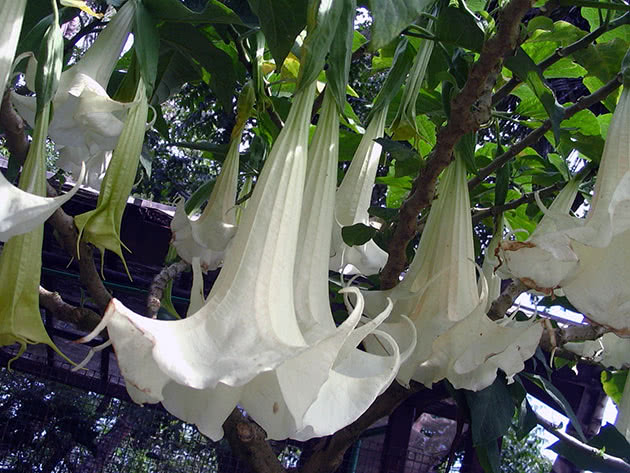 Бругмансия (лат. Brugmansia)