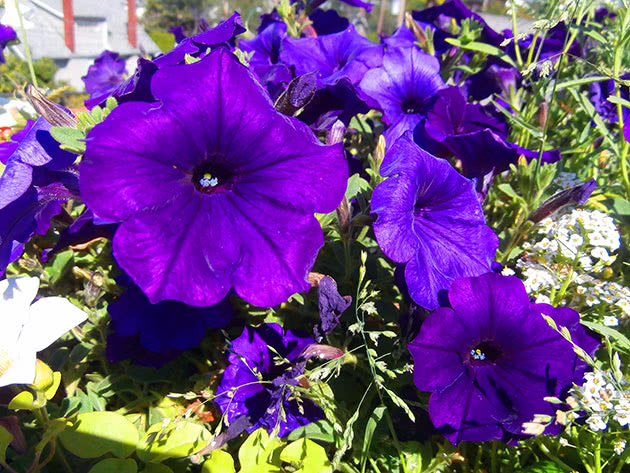 Петуния (лат. Petunia)