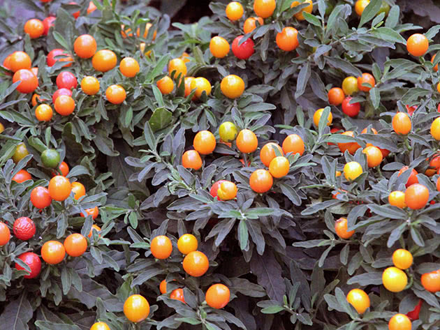 Паслен ложноперечный (лат. Solanum pseudocapsicum)