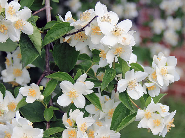 Чубушник венечный / Philadelphus coronarius
