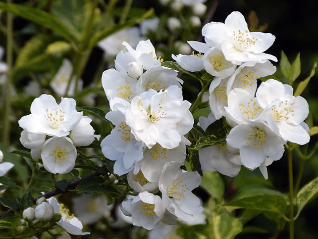 Чубушник Лемуана / Philadelphus x lemoinei