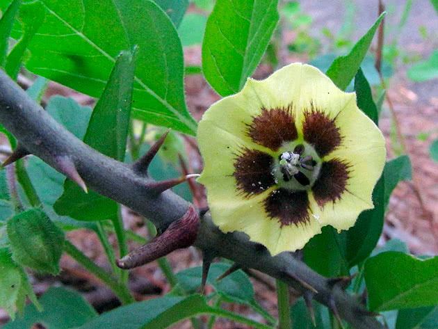 Физалис изюмный (Physalis pubescens)