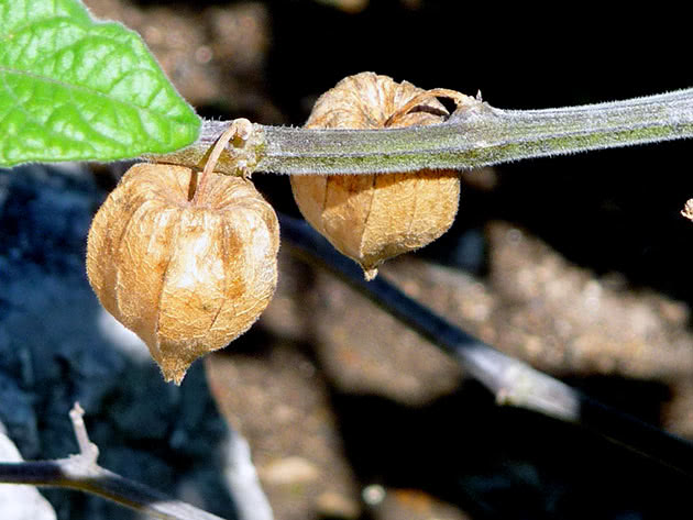 Физалис перуанский (Physalis peruviana)
