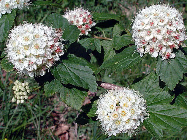 Пузыреплодник амурский / Physocarpus amurensis