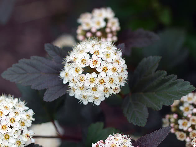 Пузыреплодник калинолистный / Physocarpus opulifolius