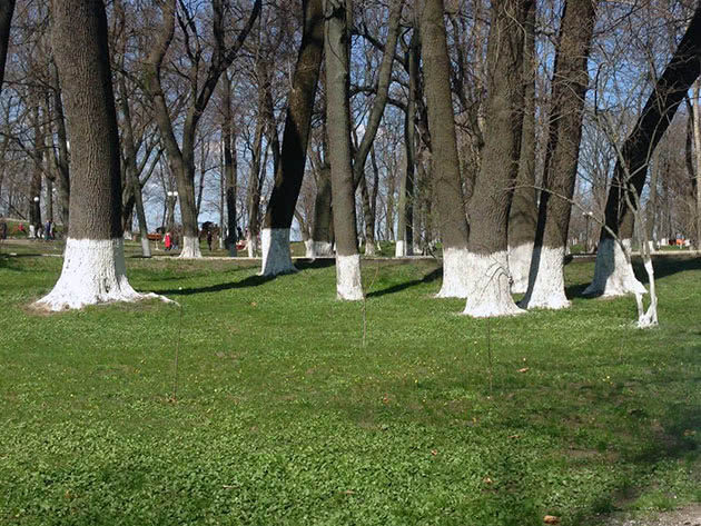Чем белить деревья в саду весной