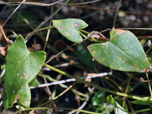 Горец вьюнковый (Polygonum convolvulus)