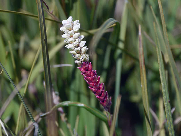 Гірчак живорідний (Polygonum viviparum)
