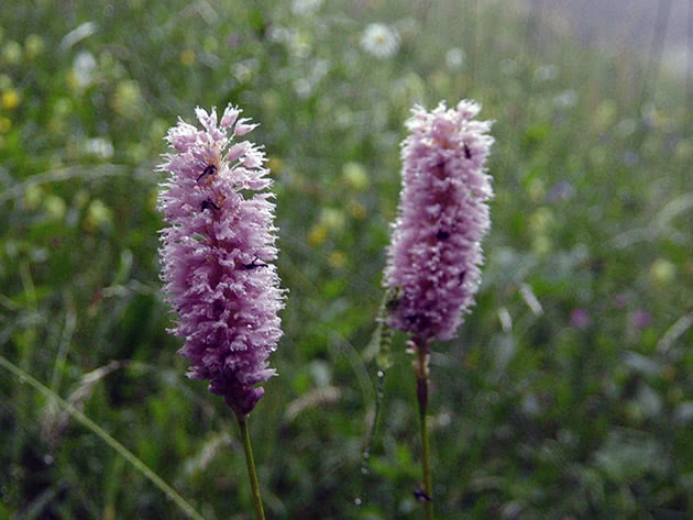Гірчак зміїний (Polygonum bistorta)