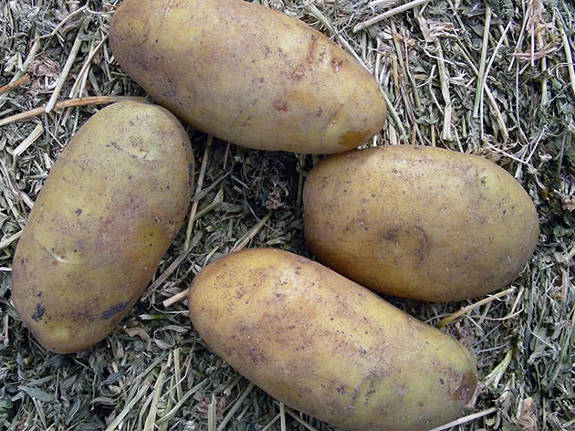 Крупный картофель после сбора урожая