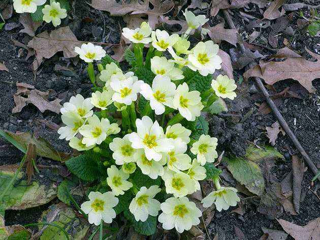 Примула бесстебельная, или обыкновенная / Primula vulgaris