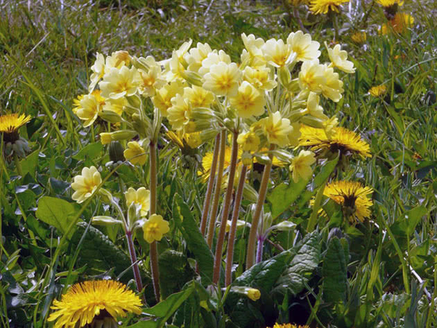 Примула высокая / Primula elatior