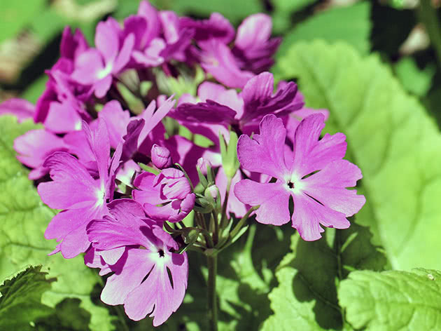 Примула Зибольда / Primula sieboldii