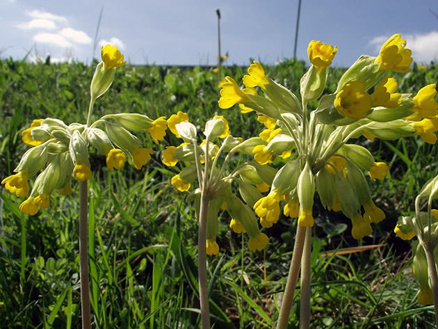Примула весенняя / Primula veris
