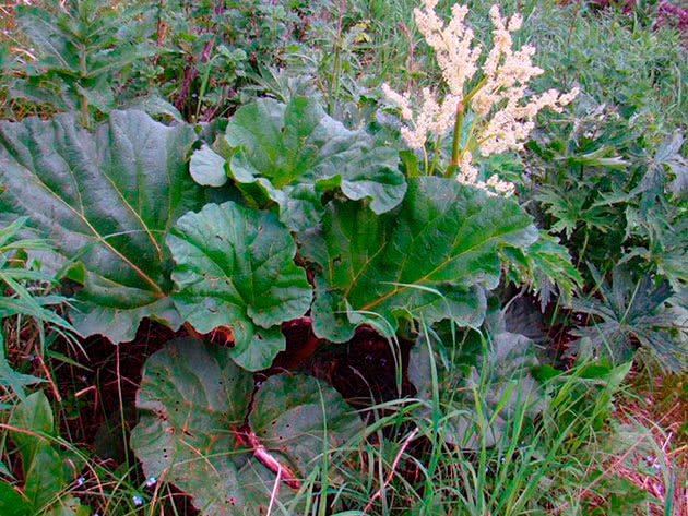 Ревень алтайский (Rheum altaicum)