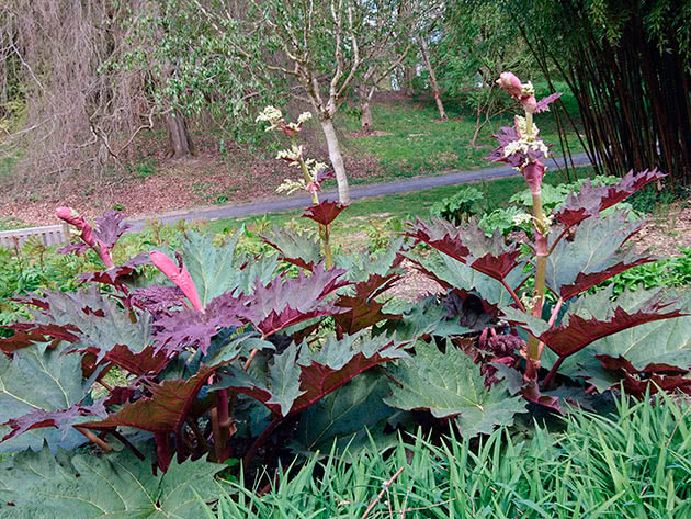 Ревень дланевидный (Rheum palmatum)