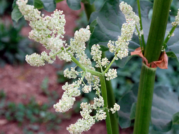 Ревень лекарственный (Rheum officinale)