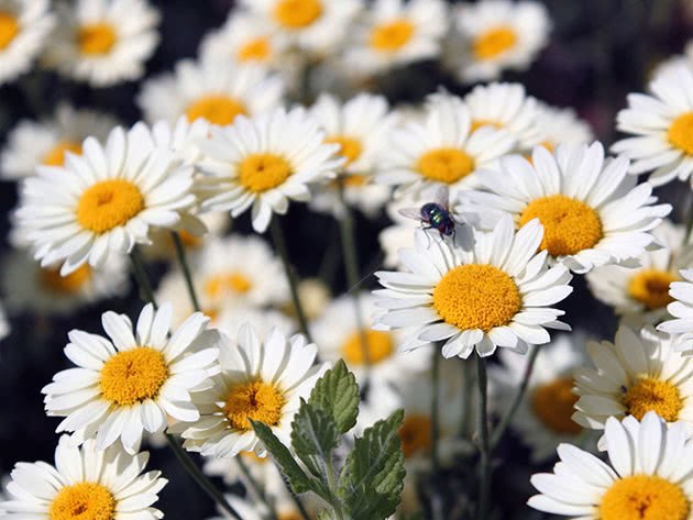 Ромашка луговая (Leucanthemum vulgare)