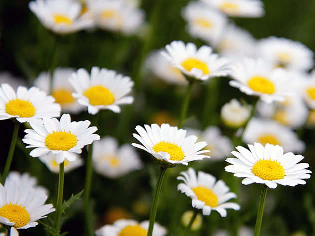 Нивяник болотный (Leucanthemum paludosum)