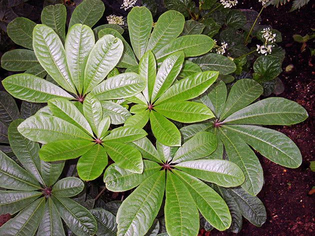 Шефлера пальчатая (Schefflera digitata)