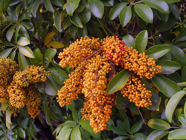 Шефлера древовидная (Schefflera arboricola)