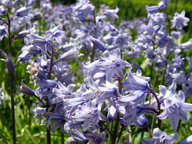 Пролеска колокольчатая (Scilla hispanica)