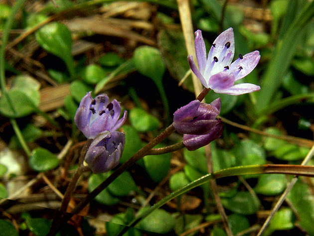 Пролеска осенняя (Scilla autumnalis)