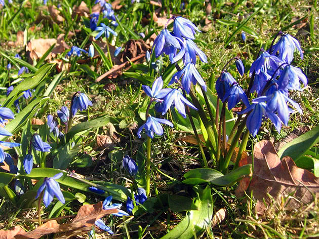 Пролеска сибирская (Scilla sibirica)