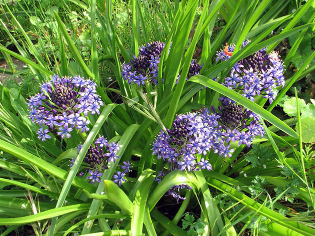 Пролеска перуанская (Scilla peruviana)