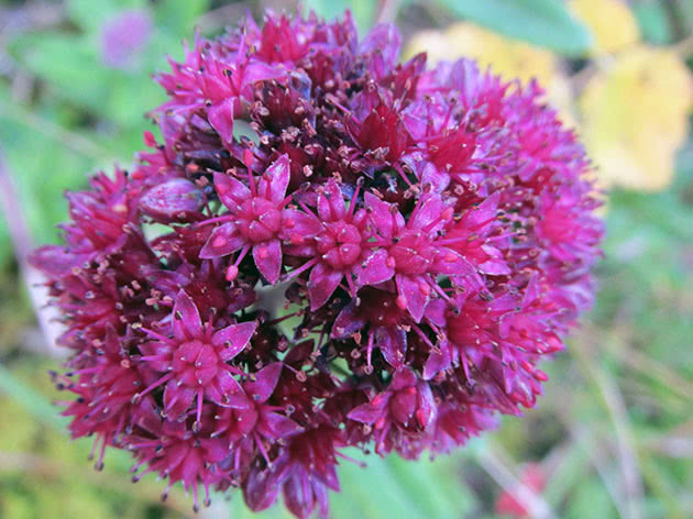 Очиток большой (Sedum telephium)