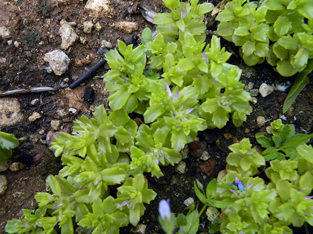 Очиток едкий (Sedum acre)