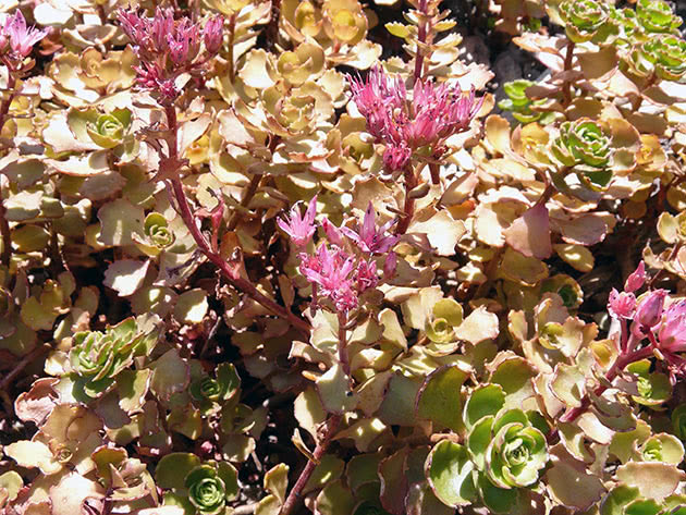 Очиток ложный (Sedum spurium)