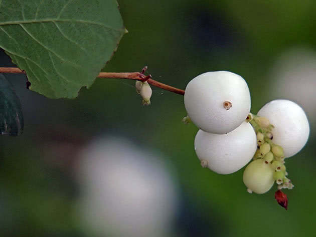 Снежноягодник белый (Symphoricarpos albus)