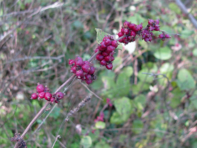 Снежноягодник обыкновенный (Symphoricarpos orbiculatus)
