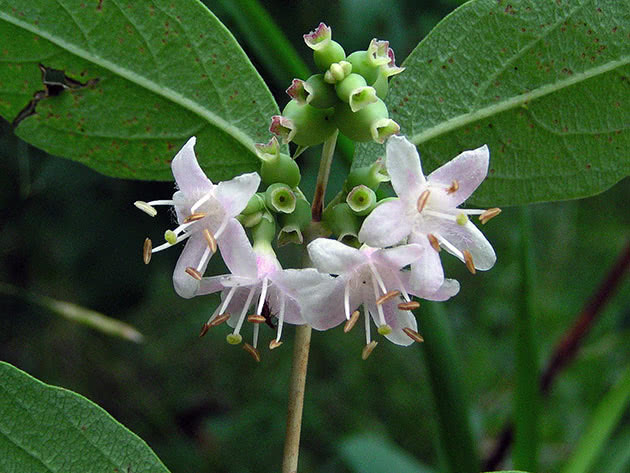 Снежноягодник западный (Symphoricarpos occidentalis)
