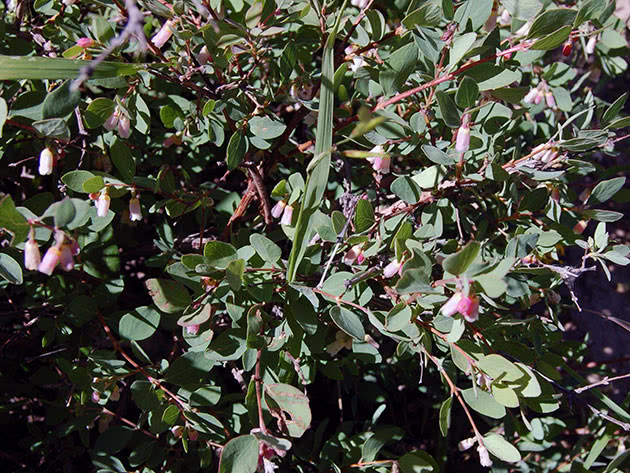 Снежноягодник горолюбивый (Symphoricarpos oreophilus)